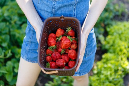 Photo for Young woman picks red juicy strawberries on an eco farm - Royalty Free Image