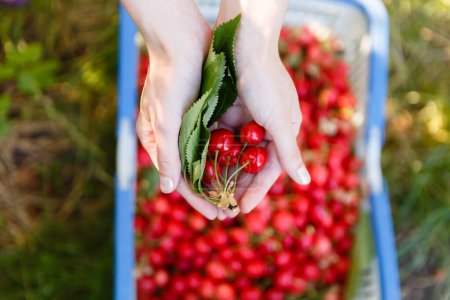 Photo for Basket with red ripe cherries in the garden - Royalty Free Image