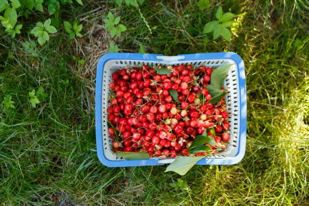 Foto de Cesta con cerezas rojas maduras en el jardín - Imagen libre de derechos