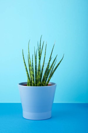 Téléchargez les photos : Decorative sansevieria plant for home interiors on a blue table. - en image libre de droit