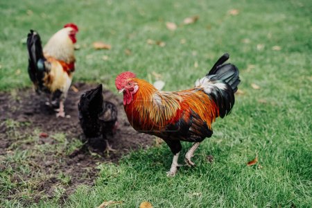 Photo for Colorful rooster free in a park on a hot day - Royalty Free Image