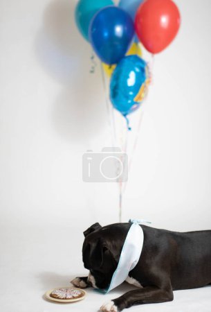 Téléchargez les photos : Célébration de l'anniversaire des chiens avec gâteau et ballons - en image libre de droit