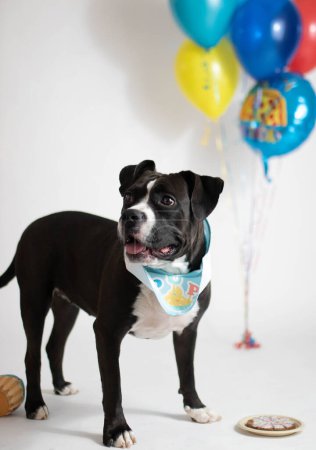 Foto de Celebración de los perros cumpleaños globos y pastel - Imagen libre de derechos