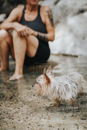 Foto de Yorkie perro en el lago con propietario - Imagen libre de derechos