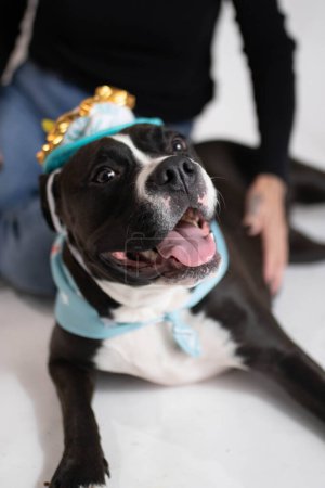 Photo for Dog in birthday hat taking birthday photos - Royalty Free Image