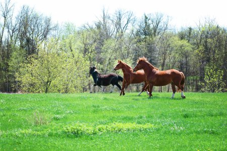 Téléchargez les photos : Trois chevaux courent dans une prairie au printemps. - en image libre de droit