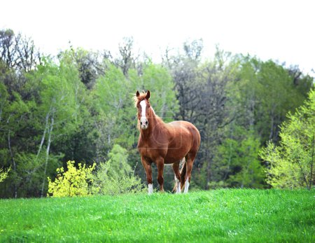 Foto de Brown horse with white blaze standing in a meadow. - Imagen libre de derechos