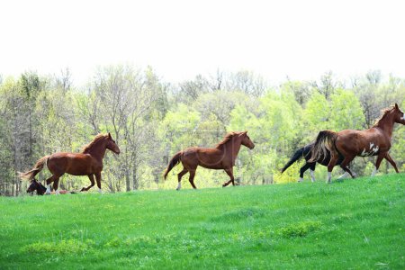 Téléchargez les photos : Horses running through a meadow in spring. - en image libre de droit