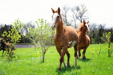 Téléchargez les photos : Two brown horses with white blazes running toward camera. - en image libre de droit