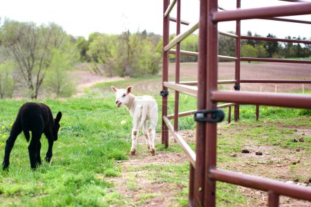 Photo for Black lamb and white lamb in farmyard. - Royalty Free Image