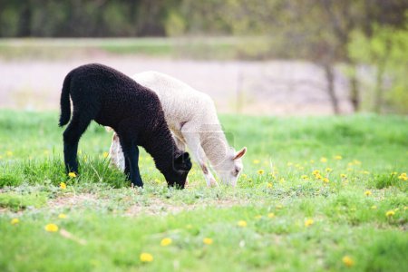 Téléchargez les photos : Agneau noir et agneau blanc pâturant dans la prairie de pissenlit. - en image libre de droit
