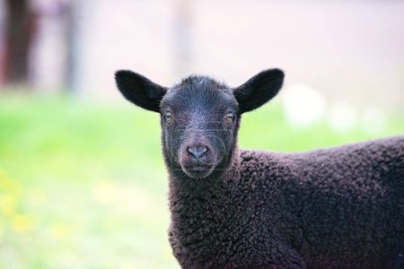 Téléchargez les photos : Gros plan de mignon agneau noir. - en image libre de droit
