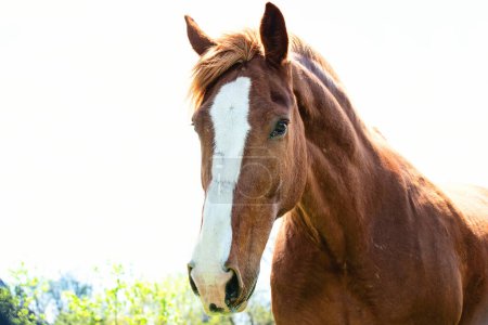 Foto de Primer plano del caballo marrón con el fuego blanco. - Imagen libre de derechos