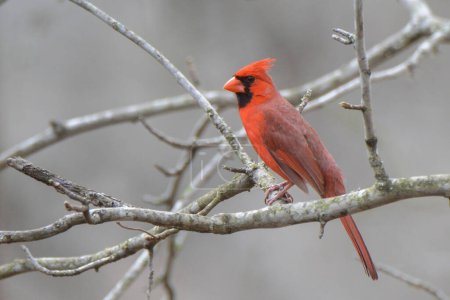 Red Male Cardinal On Branch