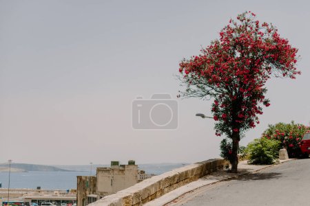 Photo for Lovely pink tree on the road down to the sea - Royalty Free Image