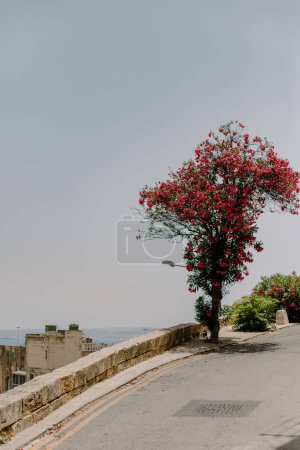 Téléchargez les photos : Arbre rose vif avec des fleurs sur la route vers l'océan - en image libre de droit