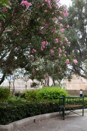Photo for Bright pink flowers on a tree in summer in Malta - Royalty Free Image
