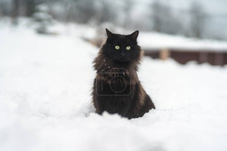 Téléchargez les photos : Chat noir dans la neige aux yeux jaunes - en image libre de droit