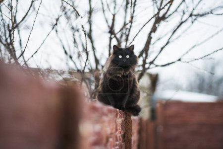 Foto de Gato negro mirando con brillantes ojos amarillos - Imagen libre de derechos