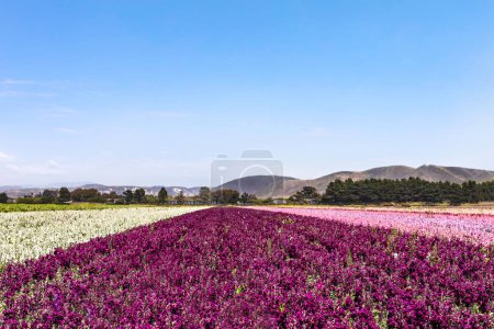 Téléchargez les photos : Champs de fleurs colorées au soleil - en image libre de droit