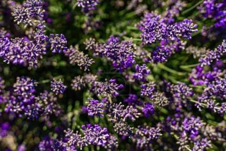 Foto de Close up of lavender plants - Imagen libre de derechos