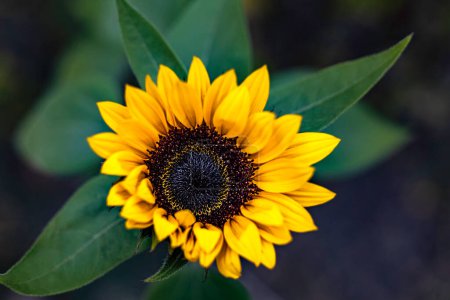 Foto de Close up of bright yellow sunflower with blurred background - Imagen libre de derechos