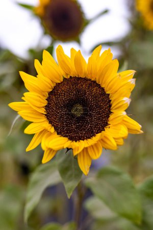 Téléchargez les photos : Close up of bright yellow sunflower with blurred background - en image libre de droit