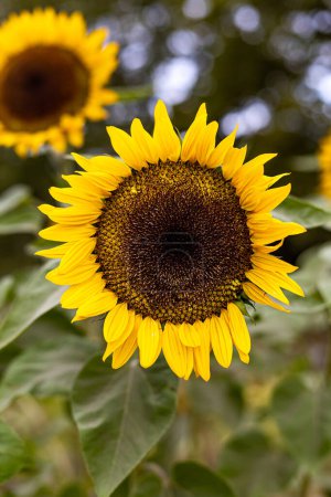 Foto de Close up of bright yellow sunflower with blurred background - Imagen libre de derechos