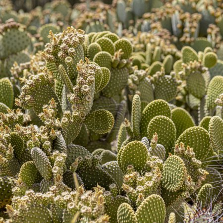 Foto de Primer plano de muchos cactus verdes en forma redonda - Imagen libre de derechos