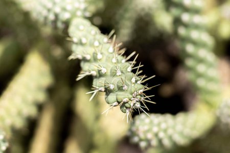 Photo for Close up of cactus plant - Royalty Free Image