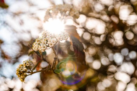 Photo for White flowers on tree branch with sun rays and bokeh - Royalty Free Image