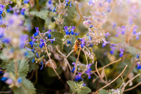 Foto de Bee pollinating purple plant, green leaves and sun glare - Imagen libre de derechos