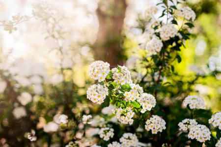 Téléchargez les photos : Fleurs blanches sur un buisson vert avec des rayons de soleil et bokeh - en image libre de droit