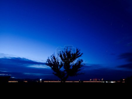 Téléchargez les photos : Silhouette d'arbre, ciel nocturne bleu foncé et sentiers lumineux - en image libre de droit