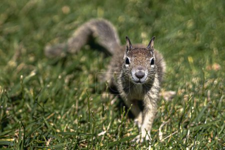 Téléchargez les photos : Écureuil brun dans l'herbe verte pendant la journée - en image libre de droit