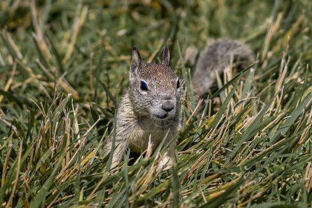 Photo for Brown squirrel in the green grass during the day - Royalty Free Image