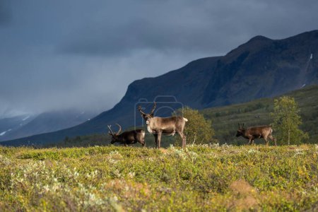 Foto de Reindeer, Padjelanta national park, Lapland, Sweden - Imagen libre de derechos