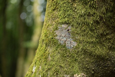 Téléchargez les photos : Musky Bark Of A Beech Tree In Rold Forest, Skorping, Danemark - en image libre de droit