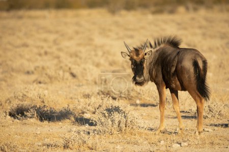 Foto de A Young Blue Wildebeest In Etosha National Park, Namibia - Imagen libre de derechos