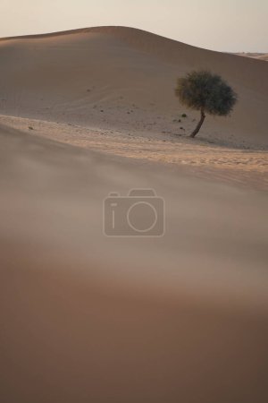 Photo for Minimalistic landscape with a desert tree among the dunes in desert. - Royalty Free Image