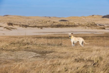Téléchargez les photos : Un chien jaune métis se tient dans un champ herbeux sec sans laisse - en image libre de droit