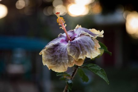 Téléchargez les photos : Hibiscus tropical avec lumières de patio bleues derrière lui - en image libre de droit