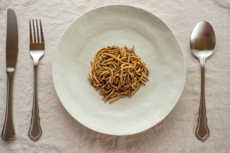 Foto de Harina de gusanos secos en un plato en la mesa.Vista desde arriba. Comida para insectos. - Imagen libre de derechos