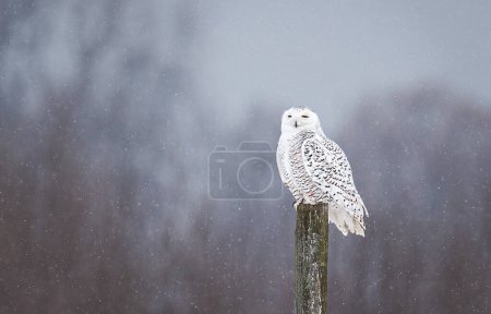 Téléchargez les photos : Chouette des neiges femelle perchée sur un poteau de clôture le jour d'hiver au Canada. - en image libre de droit