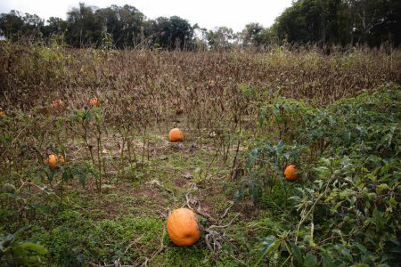 Photo for Pumpkin Patch with withered vines and overgrown weeds - Royalty Free Image