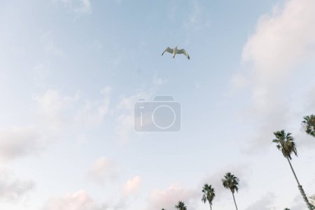 Foto de Gaviota volando sola al atardecer en la playa - Imagen libre de derechos