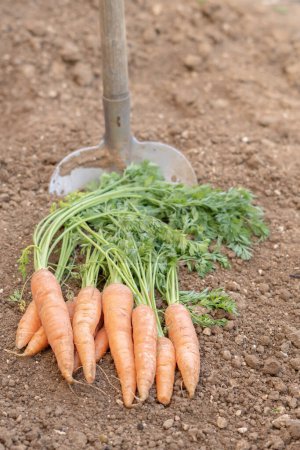 Photo for Bundle of carrots with a shovel at the bottom - Royalty Free Image