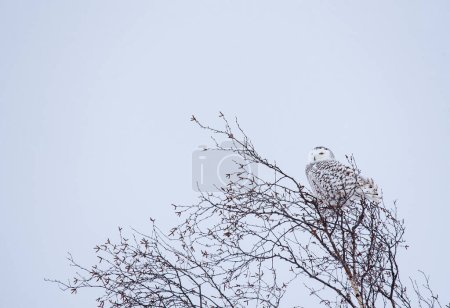 Téléchargez les photos : Hibou des neiges femelle perché sur les branches par une journée nuageuse d'hiver au Canada. - en image libre de droit