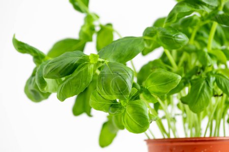Photo for Green basil on white background - Royalty Free Image