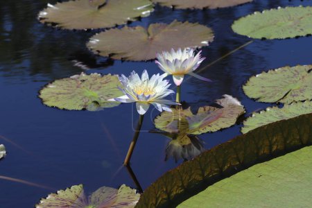Photo for Longwood Gardens Water lily and Lily Pads - Royalty Free Image